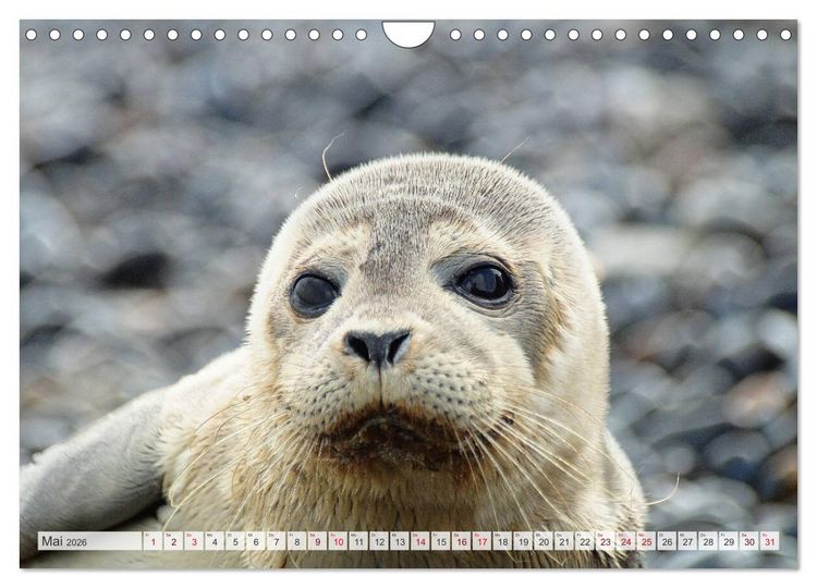 Produktbild: Guck mal ... Robben im Wattenmeer (Wandkalender 2026 DIN A4 quer), CALVENDO Monatskalender