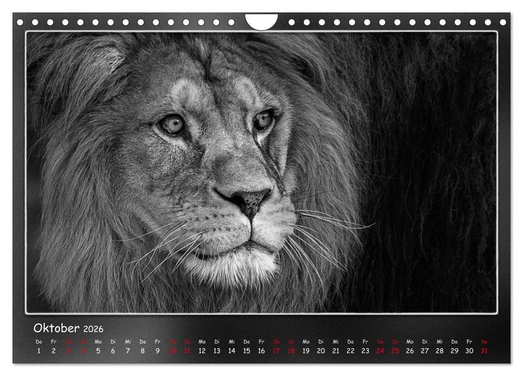Produktbild: Tieren ins Gesicht geschaut (Wandkalender 2026 DIN A4 quer), CALVENDO Monatskalender