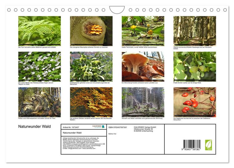 Produktbild: Naturwunder Wald (Wandkalender 2026 DIN A4 quer), CALVENDO Monatskalender