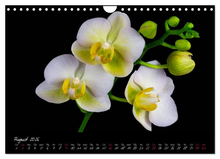 Produktbild: Orchids (Wall Calendar 2026 DIN A4 landscape), CALVENDO 12 Month Wall Calendar