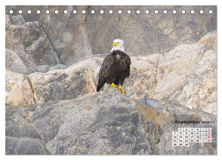 Produktbild: Kanadas charmante Kleintiere - Bezaubernde Einblicke in die Natur (Tischkalender 2026 DIN A5 quer), CALVENDO Monatskalender