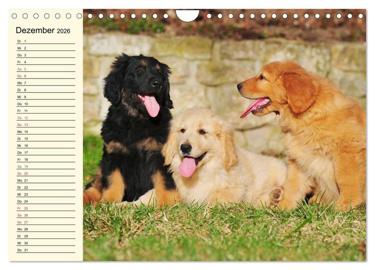 Produktbild: Mein bester Freund - Der Hovawart (Wandkalender 2026 DIN A4 quer), CALVENDO Monatskalender