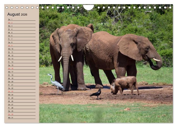 Produktbild: Elefanten. Sensible R&uuml;sseltiere (Wandkalender 2026 DIN A4 quer), CALVENDO Monatskalender
