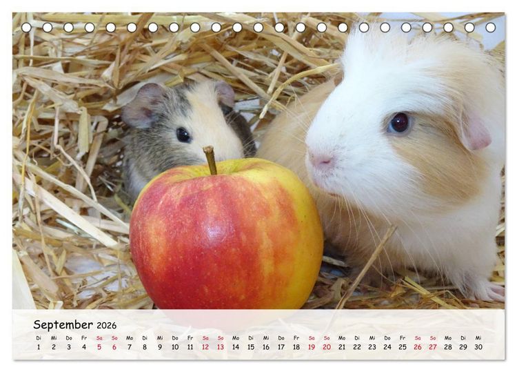 Produktbild: Meerschweinchen 2026 - bezaubernd, hinrei&szlig;end, entz&uuml;ckend (Tischkalender 2026 DIN A5 quer), CALVENDO Monatskalender