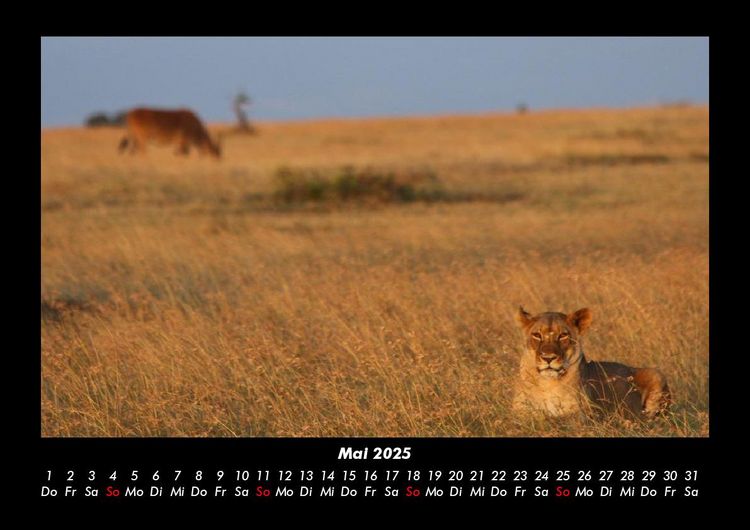 Produktbild: L&ouml;wen in der Wildnis 2025 Fotokalender DIN A3