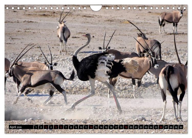 Produktbild: Wildes Leben in Afrika (Wandkalender 2026 DIN A4 quer), CALVENDO Monatskalender