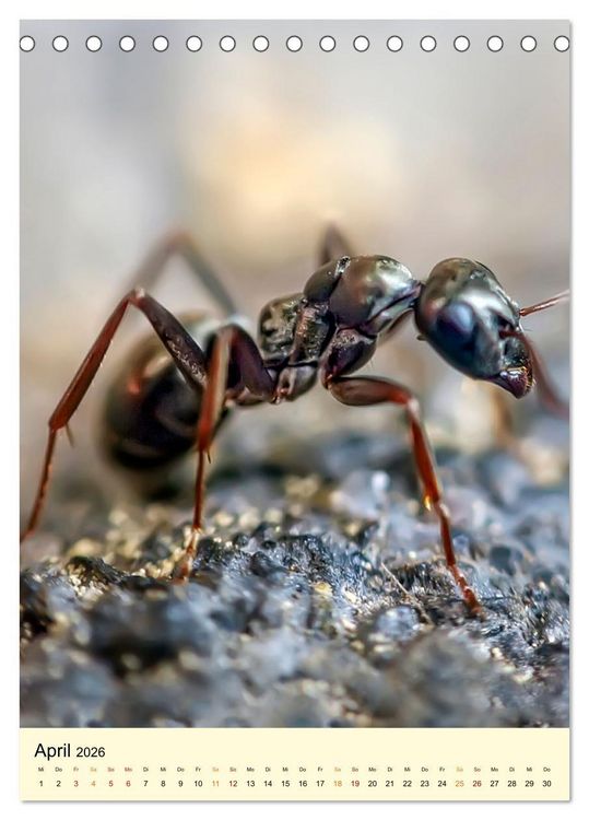 Produktbild: Ameisen quirlige Arbeiter (Tischkalender 2026 DIN A5 hoch), CALVENDO Monatskalender