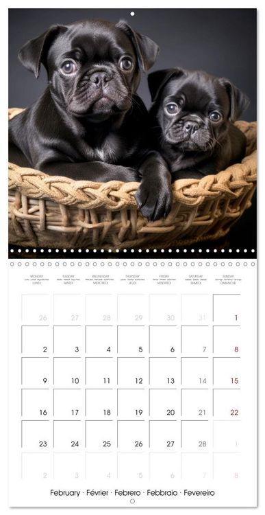 Produktbild: PUGS Cute and cuddly doggies (Wall Calendar 2026 12 &times; 12 Inch) CALVENDO 12 Month Wall Calendar