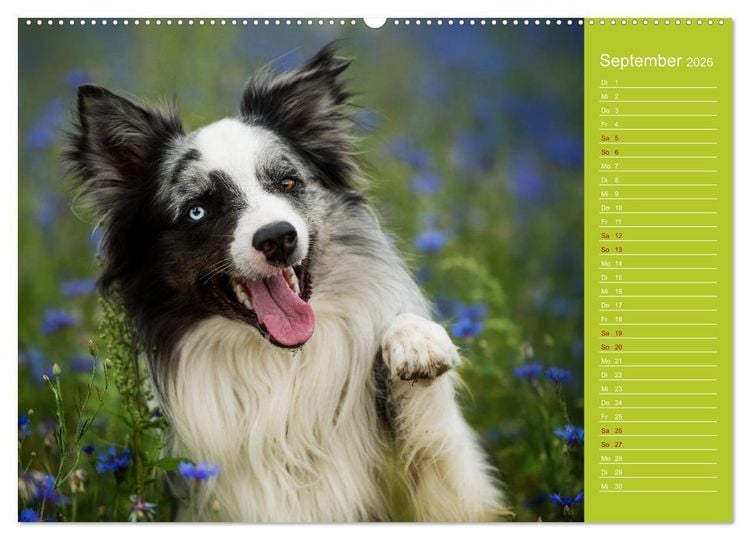 Produktbild: Border Collies - nicht nur schwarzwei&szlig; (Wandkalender 2026 DIN A2 quer), CALVENDO Monatskalender
