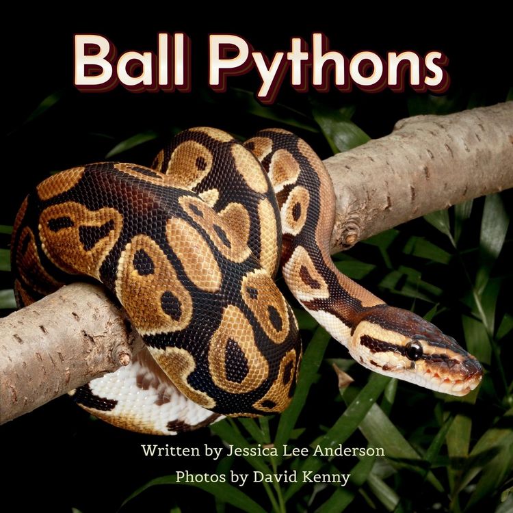 Produktbild: Ball Pythons
