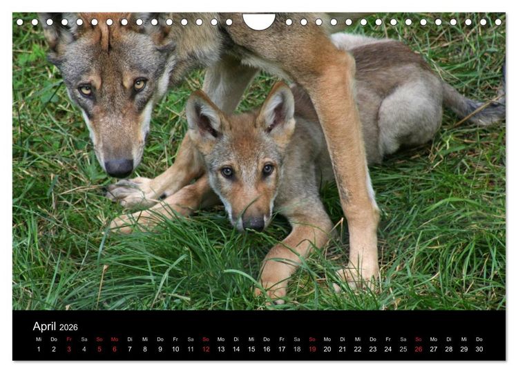 Produktbild: Zoo-Kinder (Wandkalender 2026 DIN A4 quer), CALVENDO Monatskalender