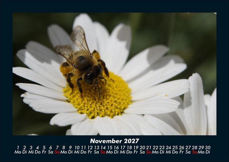 Produktbild: Bienen 2027 Fotokalender DIN A5