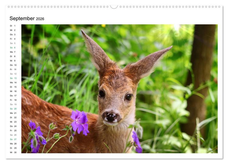 Produktbild: Rehkitze, zierliche Sch&ouml;nheiten mit gro&szlig;en, sanften Augen (hochwertiger Premium Wandkalender 2026 DIN A2 quer), Kunstdruck in Hochglanz