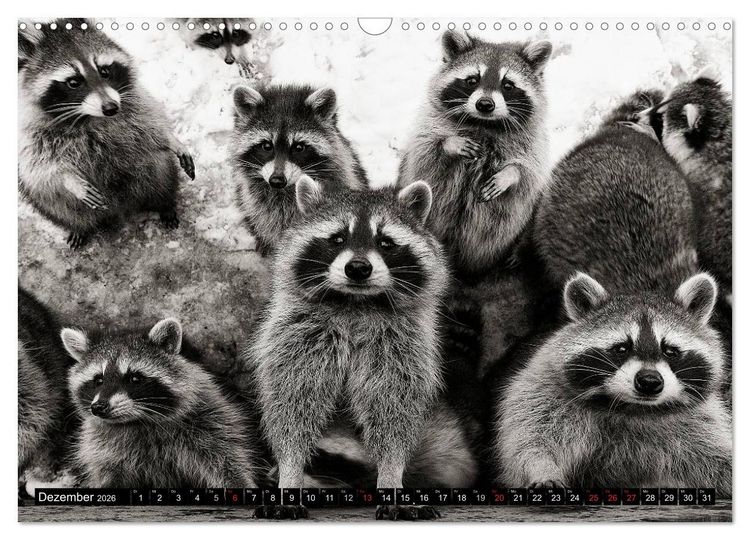 Produktbild: Waschb&auml;ren - Maskierte Gauner (Wandkalender 2026 DIN A3 quer), CALVENDO Monatskalender