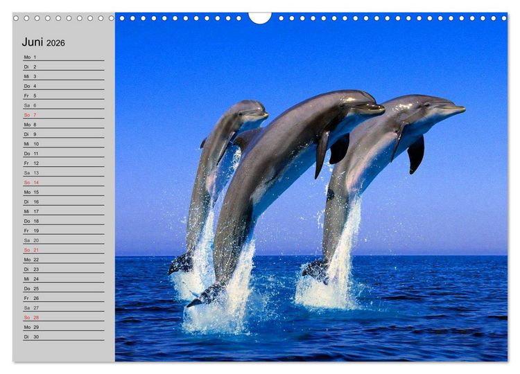 Produktbild: Delfine und Wale (Wandkalender 2026 DIN A3 quer), CALVENDO Monatskalender