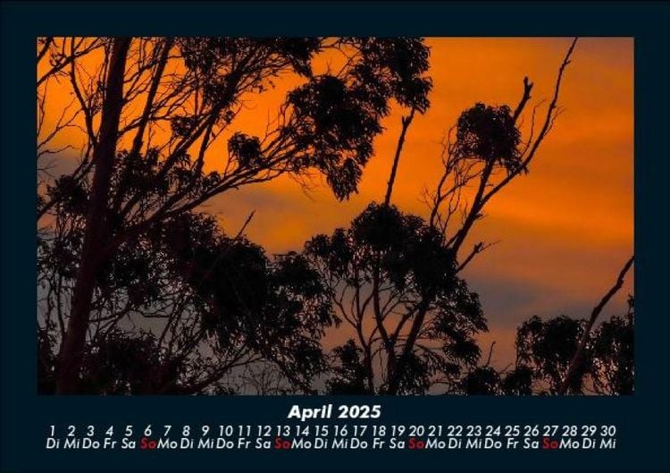 Produktbild: B&auml;ume 2025 Fotokalender DIN A5