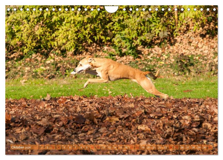 Produktbild: Witziger Windhund - Portugiesischer Galgo (Wandkalender 2026 DIN A4 quer), CALVENDO Monatskalender