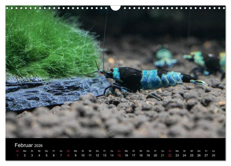 Produktbild: Zwerggarnelen - gepanzerte Juwelen im Aquarium (Wandkalender 2026 DIN A3 quer), CALVENDO Monatskalender