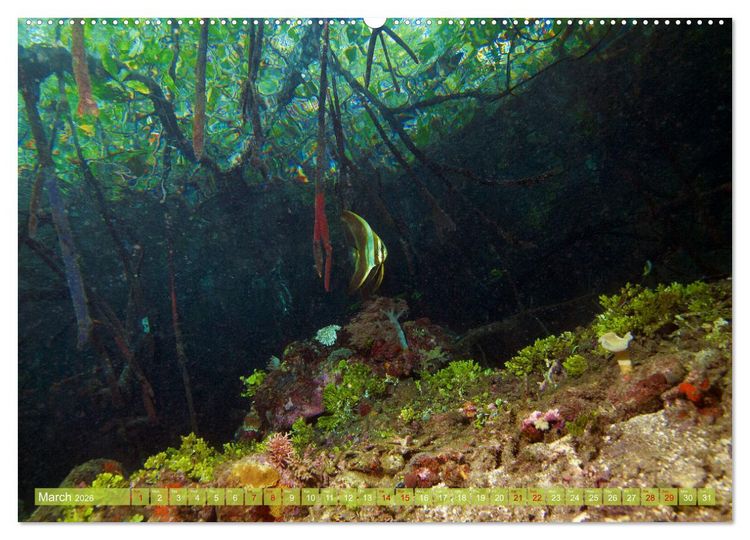 Produktbild: Mangroves - Valuable Habitat (High Quality Premium Wall Calendar 2026 DIN A2 landscape),CALVENDO 12 Month Wall Calendar