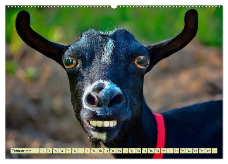 Produktbild: Lustig und verr&uuml;ckt - der ganz andere Tierkalender (Wandkalender 2026 DIN A2 quer), CALVENDO Monatskalender