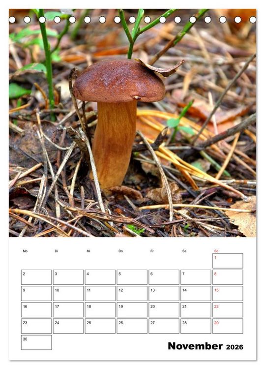 Produktbild: Heimische Waldpilze (Tischkalender 2026 DIN A5 hoch), CALVENDO Monatskalender