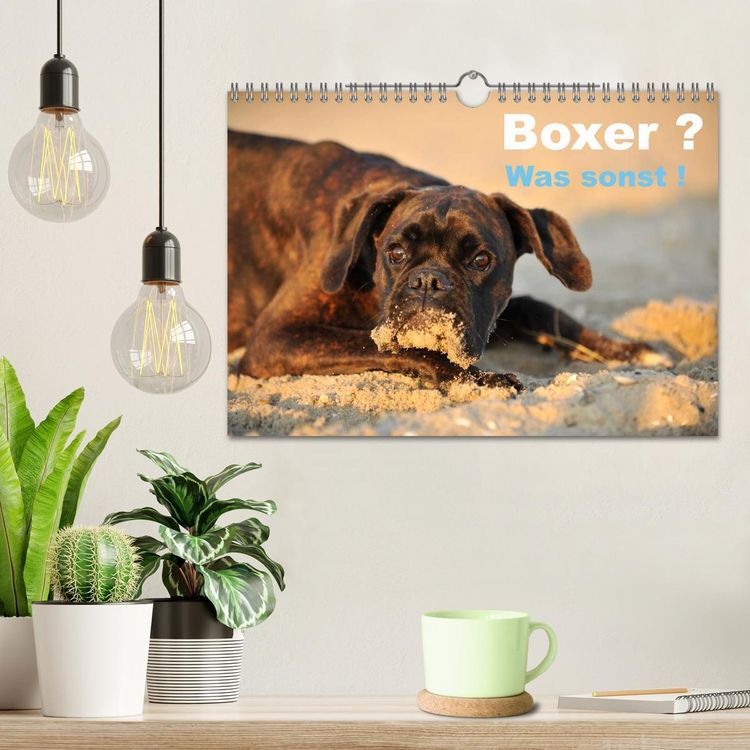 Produktbild: Boxer ? Was sonst ! (Wandkalender 2026 DIN A4 quer), CALVENDO Monatskalender