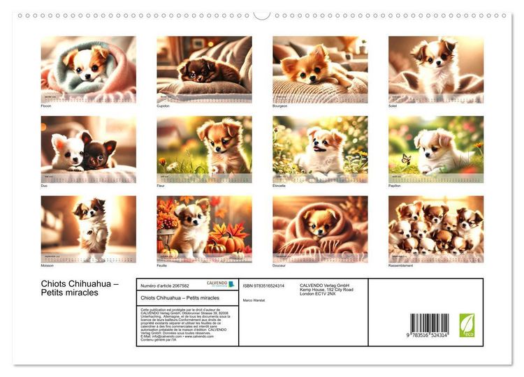 Produktbild: Chiots Chihuahua - Petits miracles (Calendrier mural 2026 DIN A2 vertical) calendrier de bureau