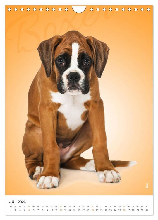 Produktbild: Kunterbunte Hundewelpen (Wandkalender 2026 DIN A4 hoch), CALVENDO Monatskalender