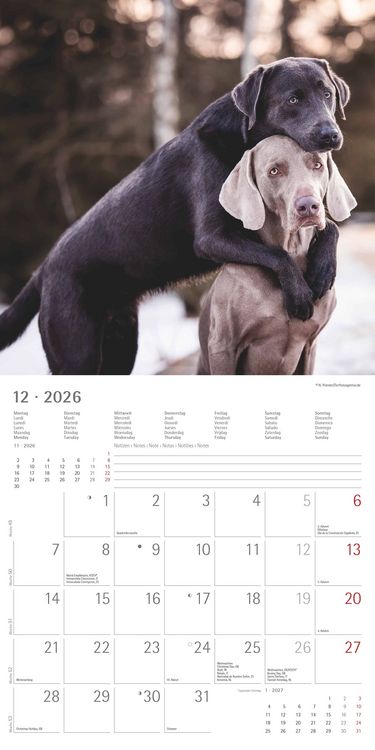 Produktbild: Labrador Retriever 2026 - Broschürenkalender 30x30 cm (30x60 geöffnet) - Kalende