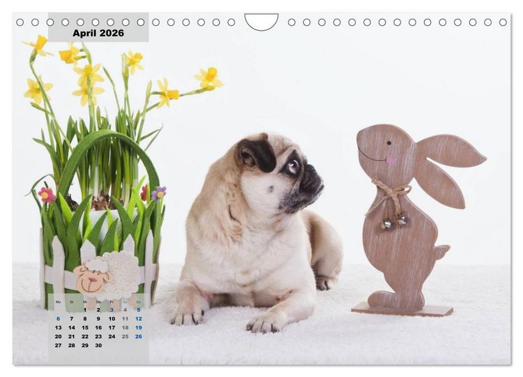 Produktbild: Lillie Mopsgetier - mopsfidel durchs Jahr (Wandkalender 2026 DIN A4 quer), CALVENDO Monatskalender