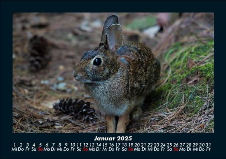 Produktbild: Waldzauber 2025 Fotokalender DIN A5