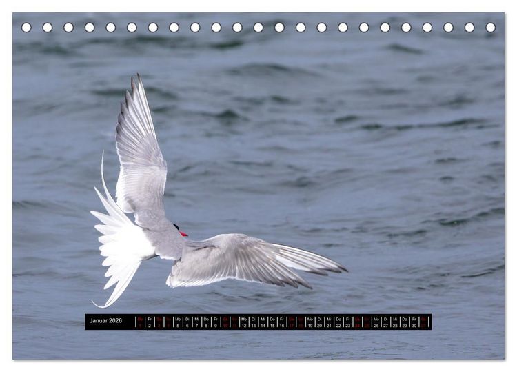 Produktbild: V&ouml;gel auf Island (Tischkalender 2026 DIN A5 quer), CALVENDO Monatskalender