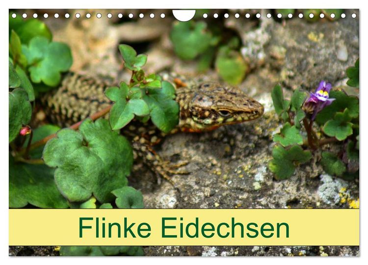 Produktbild: Flinke Eidechsen (Wandkalender 2026 DIN A4 quer), CALVENDO Monatskalender