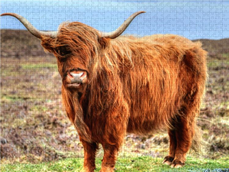 Produktbild: CALVENDO Puzzle Highland Cattle | 1000 Teile Lege-Gr&ouml;&szlig;e 64x48cm Foto-Puzzle f&uuml;r gl&uuml;ckliche Stunden