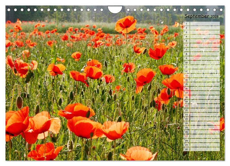 Produktbild: Klatschmohn im Feld (Wandkalender 2026 DIN A4 quer), CALVENDO Monatskalender