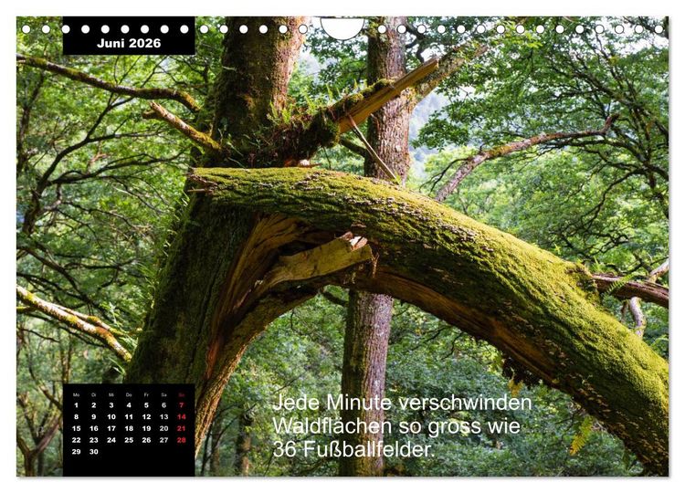 Produktbild: Schlaumeier-Kalender - Thema: Wald (Wandkalender 2026 DIN A4 quer), CALVENDO Monatskalender