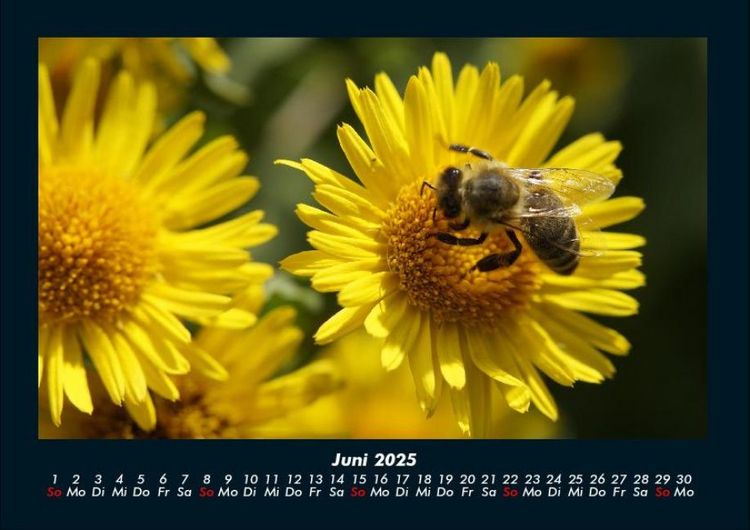 Produktbild: Bien 2025 Fotokalender DIN A4