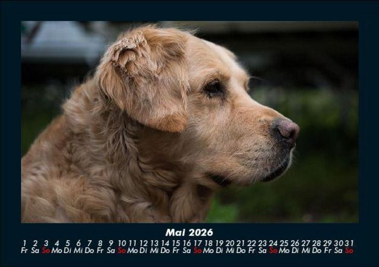 Produktbild: Hundezauber 2026 Fotokalender DIN A5