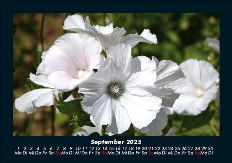 Produktbild: Blumenzauber 2025 Fotokalender DIN A5