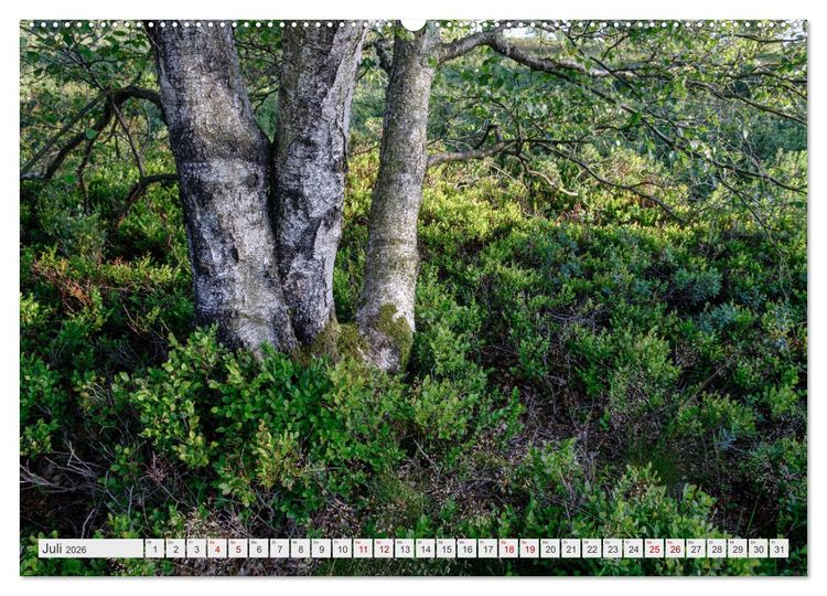 Produktbild: Traumlandschaft Hohes Venn (hochwertiger Premium Wandkalender 2026 DIN A2 quer), Kunstdruck in Hochglanz