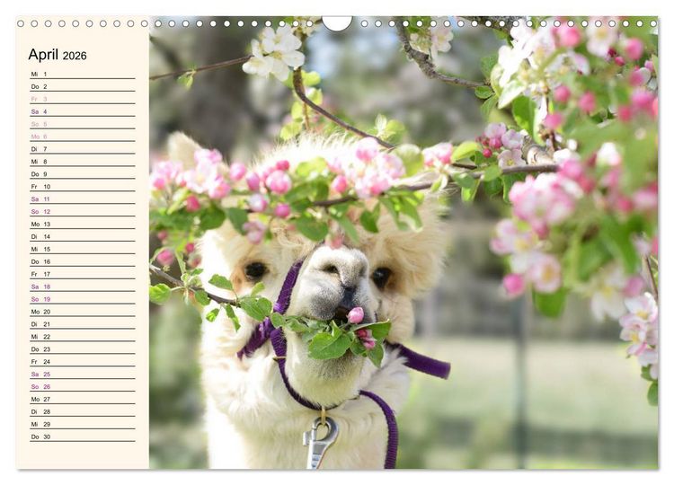 Produktbild: Alpakas im Blumenzauber (Wandkalender 2026 DIN A3 quer), CALVENDO Monatskalender