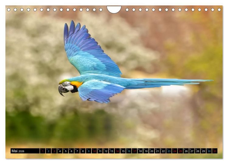 Produktbild: Fantastische V&ouml;gel (Wandkalender 2026 DIN A4 quer), CALVENDO Monatskalender