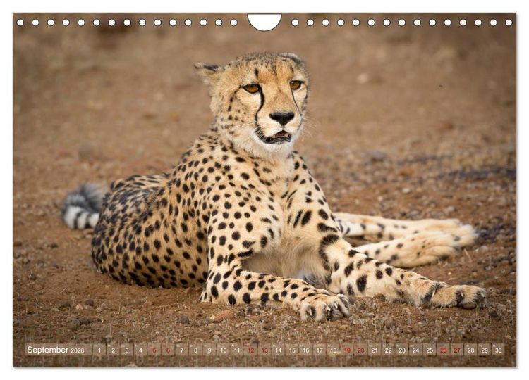 Produktbild: Geparden - Die Sch&ouml;nheiten Afrikas (Wandkalender 2026 DIN A4 quer), CALVENDO Monatskalender