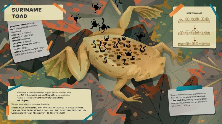 Produktbild: Weird and Wonderful Gross Animals