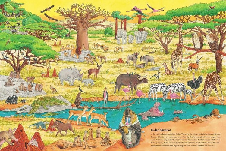 Produktbild: Duden 24+: Igel, Frosch & Elefant: Das gro&szlig;e Wimmelbuch der Tiere
