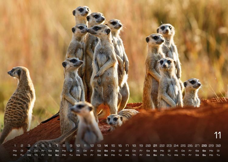 Produktbild: Afrikas Tierwelt - Der Tierkalender - 2027 - Kalender DIN A2