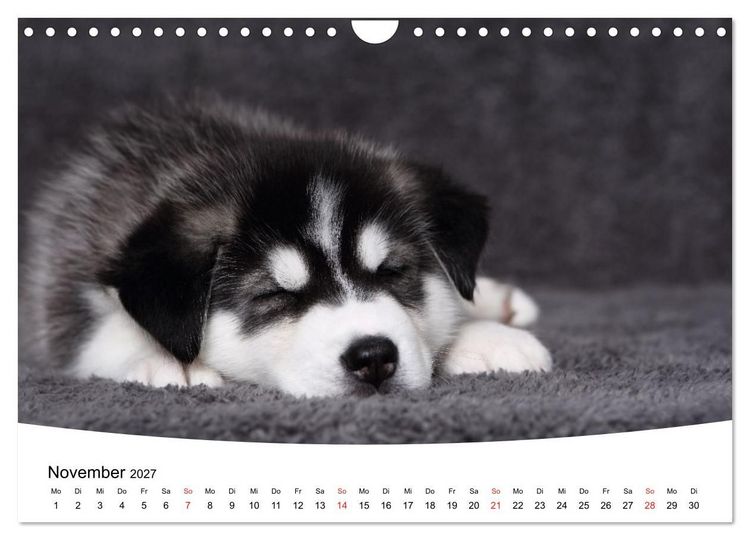 Produktbild: S&uuml;&szlig;e Tr&auml;ume 2027 - schlafende Hundewelpen (Wandkalender 2027 DIN A4 quer), CALVENDO Monatskalender