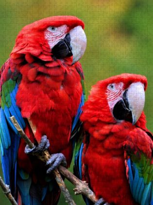 Produktbild: CALVENDO Puzzle Gr&uuml;nfl&uuml;gelara P&auml;rchen | 1000 Teile Lege-Gr&ouml;&szlig;e 64x48cm Foto-Puzzle f&uuml;r gl&uuml;ckliche Stunden