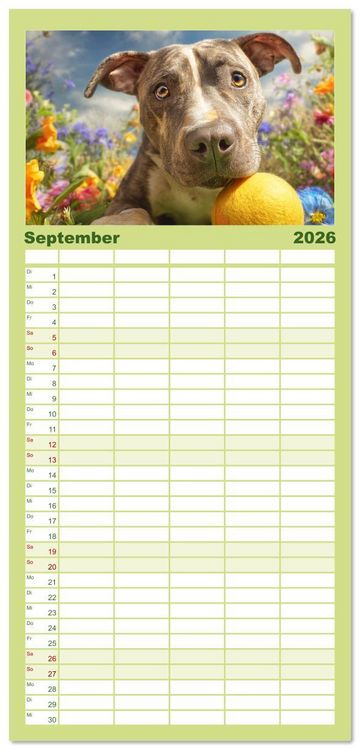 Produktbild: Familienplaner 2026 - Pit Bull Terrier. Zwischen Wildblumen und Gro&szlig;stadtglanz mit 5 Spalten (Wandkalender, 21 x 45 cm) CALVENDO