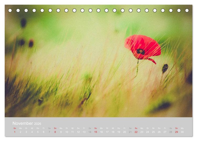 Produktbild: Zauber des Mohns (Tischkalender 2026 DIN A5 quer), CALVENDO Monatskalender
